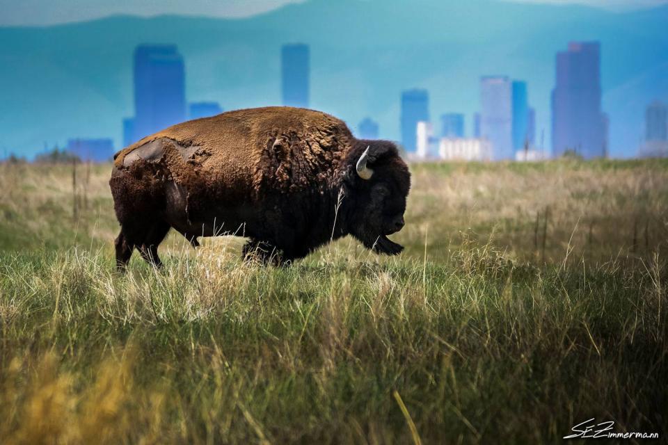 Bison and Denver Skyline | Shutterbug